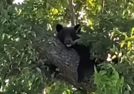 Black Bear  Wildlife Illinois