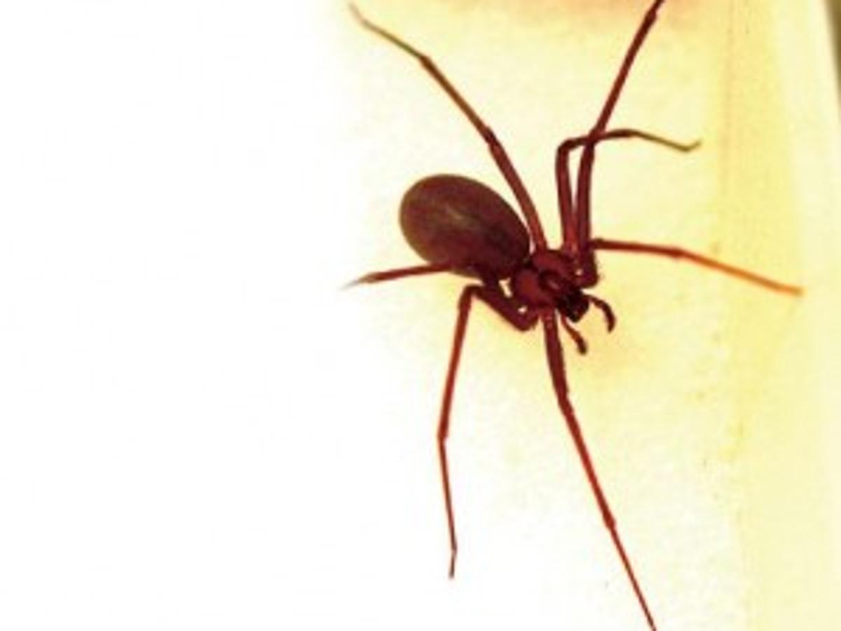 Unwanted Visitors Brown Recluse Spiders Are Common In Southern