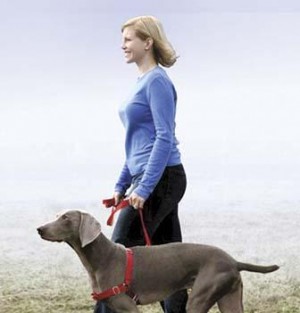 how to stop dog lunging