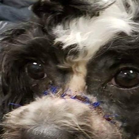 Carr Inconceivable Wyatt The Dog S Owner Could Have Known About