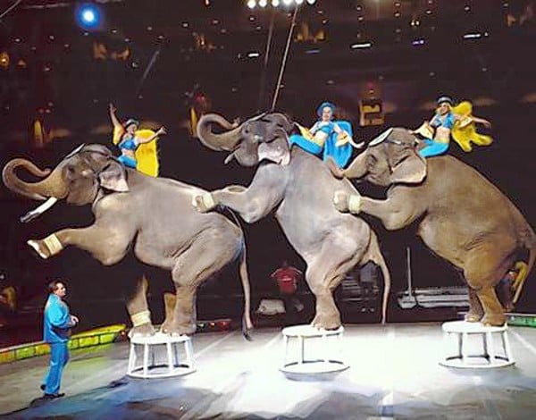 George Carden Circus heading to Du Quoin | Entertainment | thesouthern.com