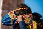 Turkish camel wrestling photo gallery