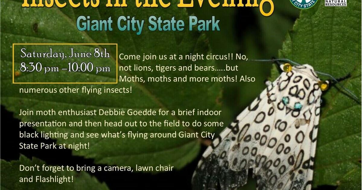 Insects_in_the_evening.jpg | Outdoors | thesouthern.com