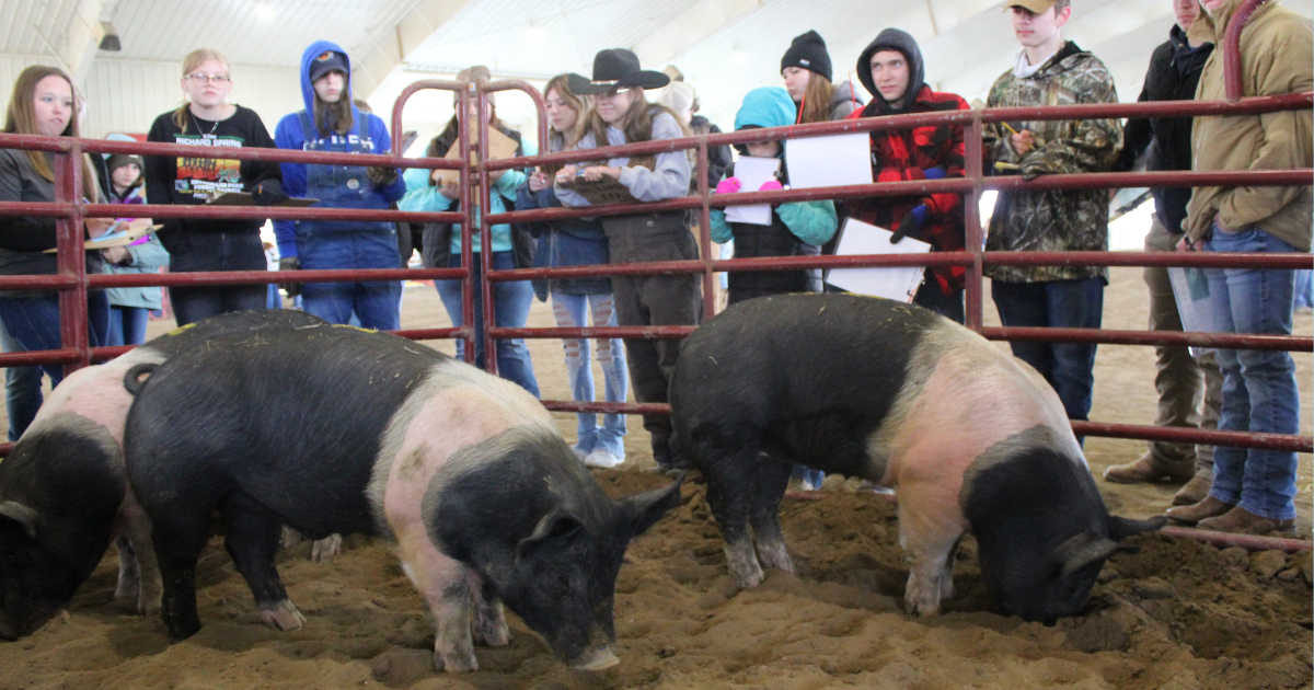 Local FFA and 4-H members place at livestock and dairy judging contest ...
