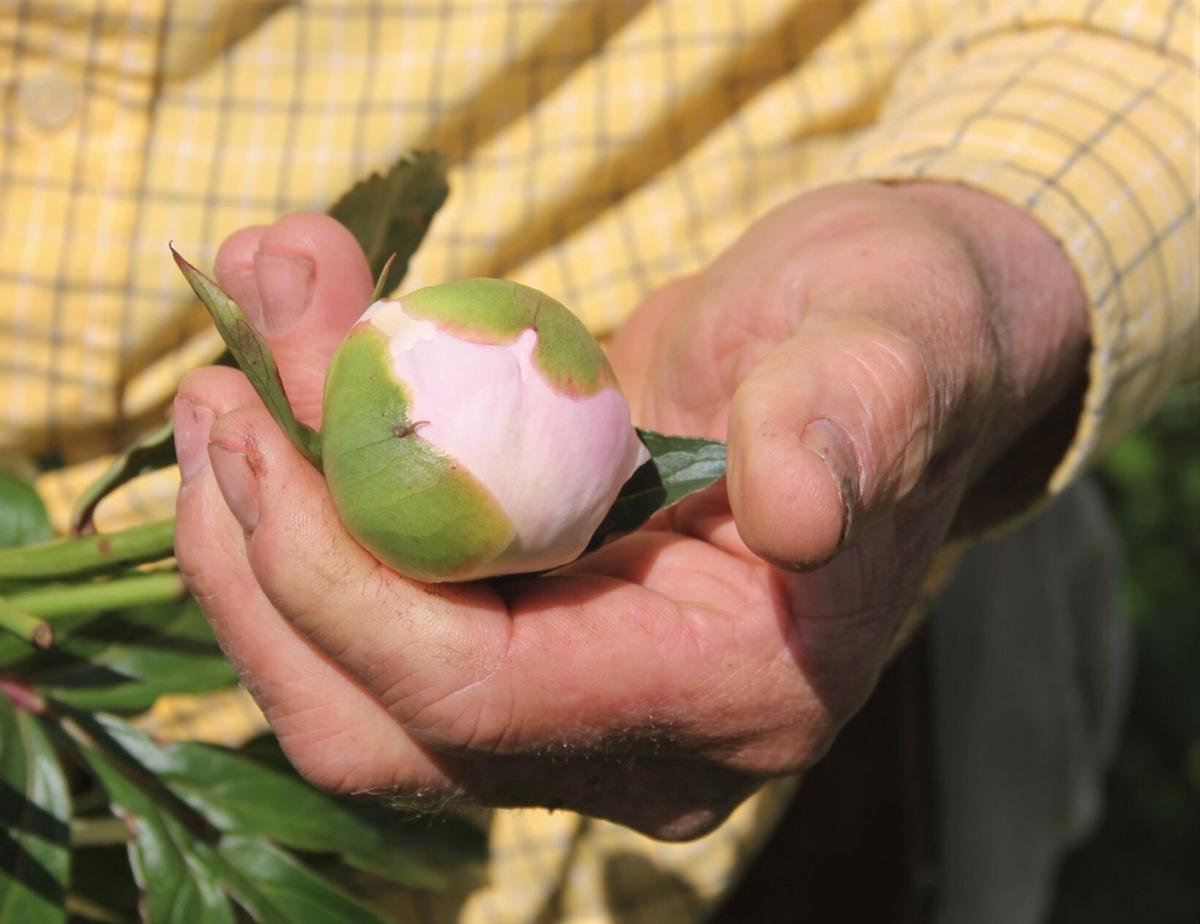 In Our Backyard Peony Hill Farm A Growing Business In Southern Illinois Life Style Magazine Thesouthern Com