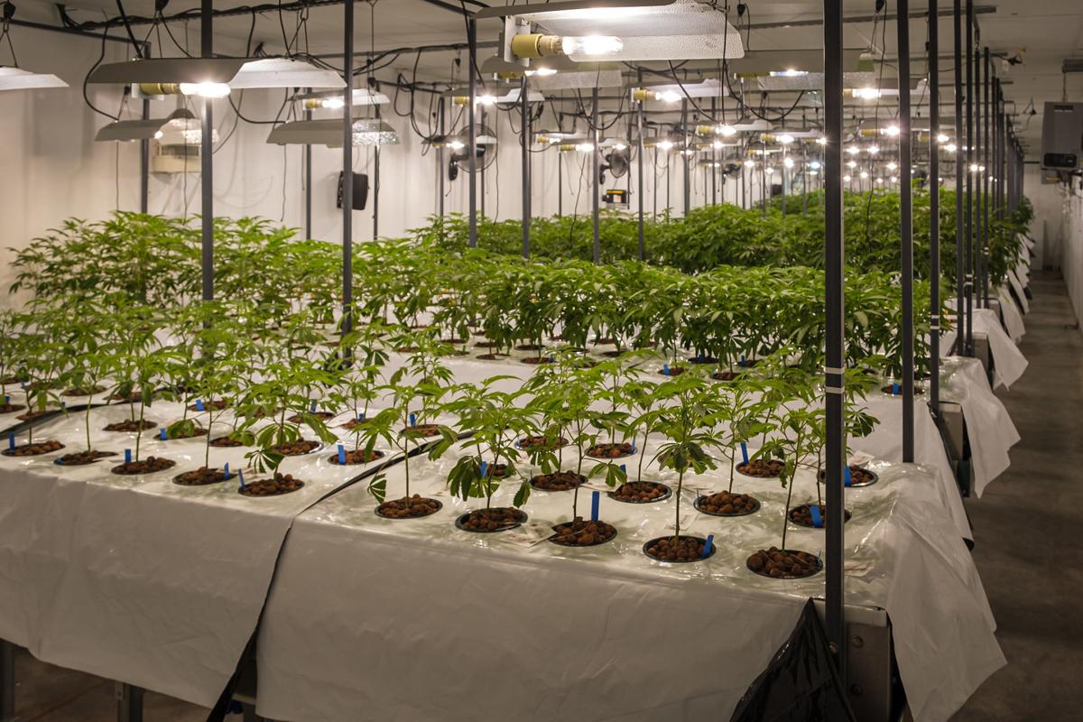 112019-nws-pot-grower-1.jpg