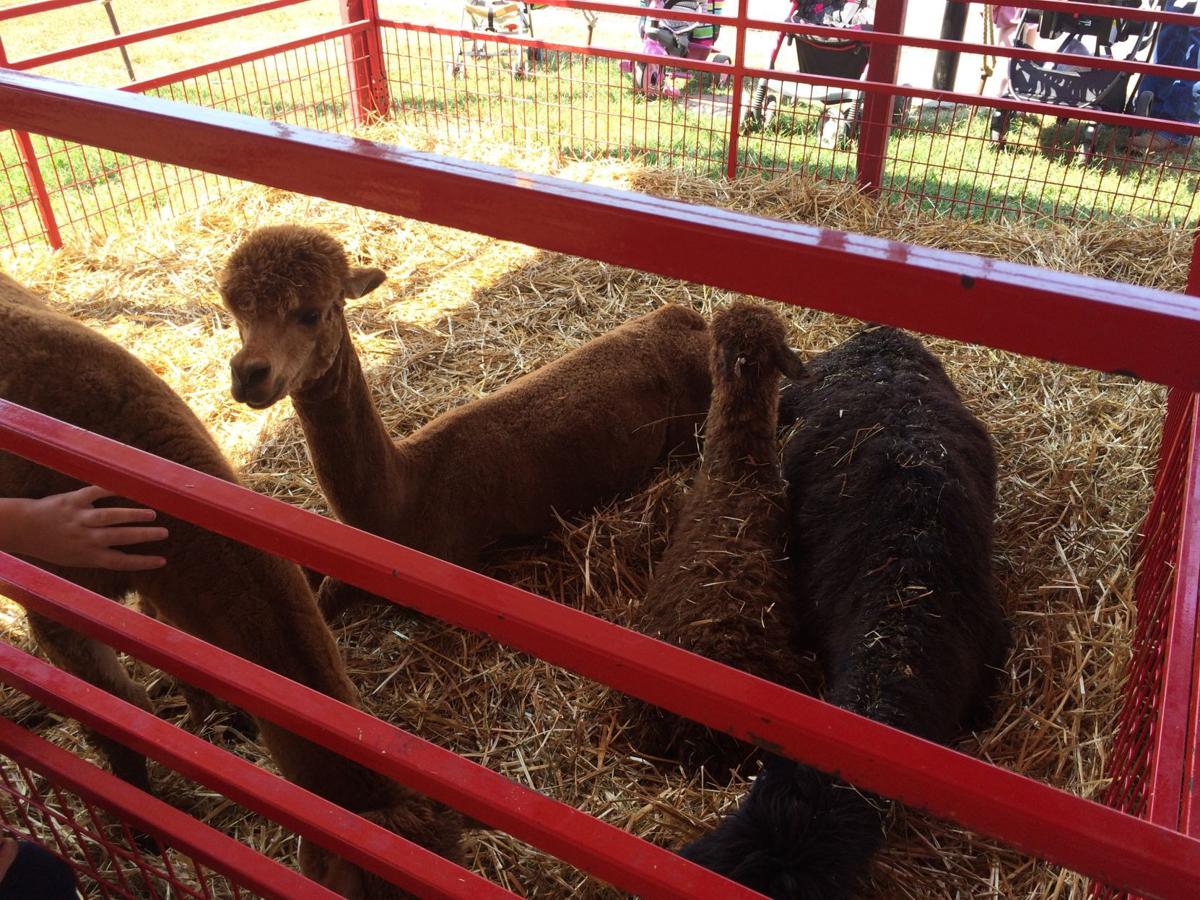 Alpacas at the 2017 Du Quoin State Fair