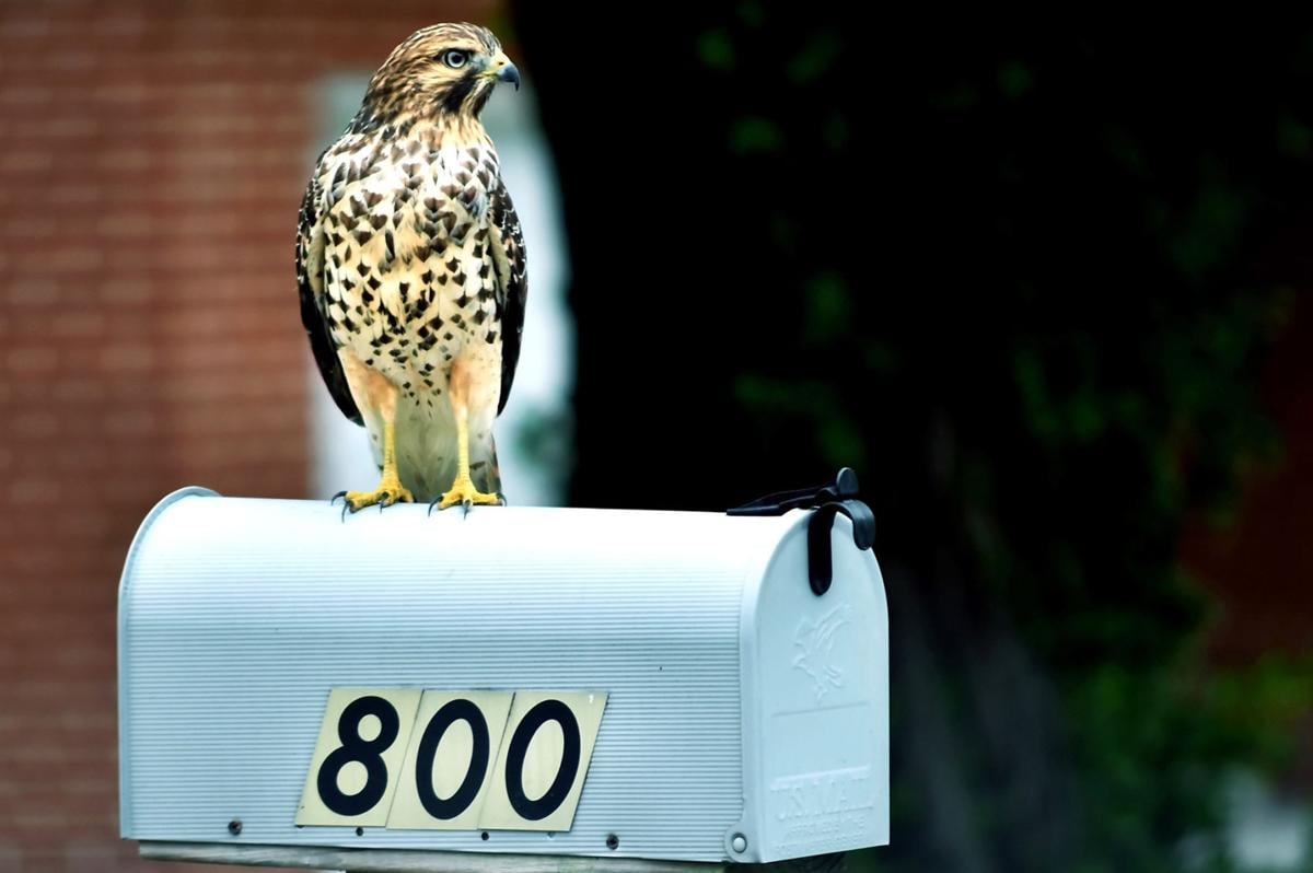 Air Mail