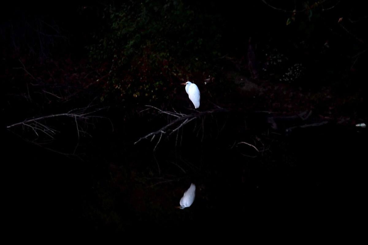 Egret Du Quoin