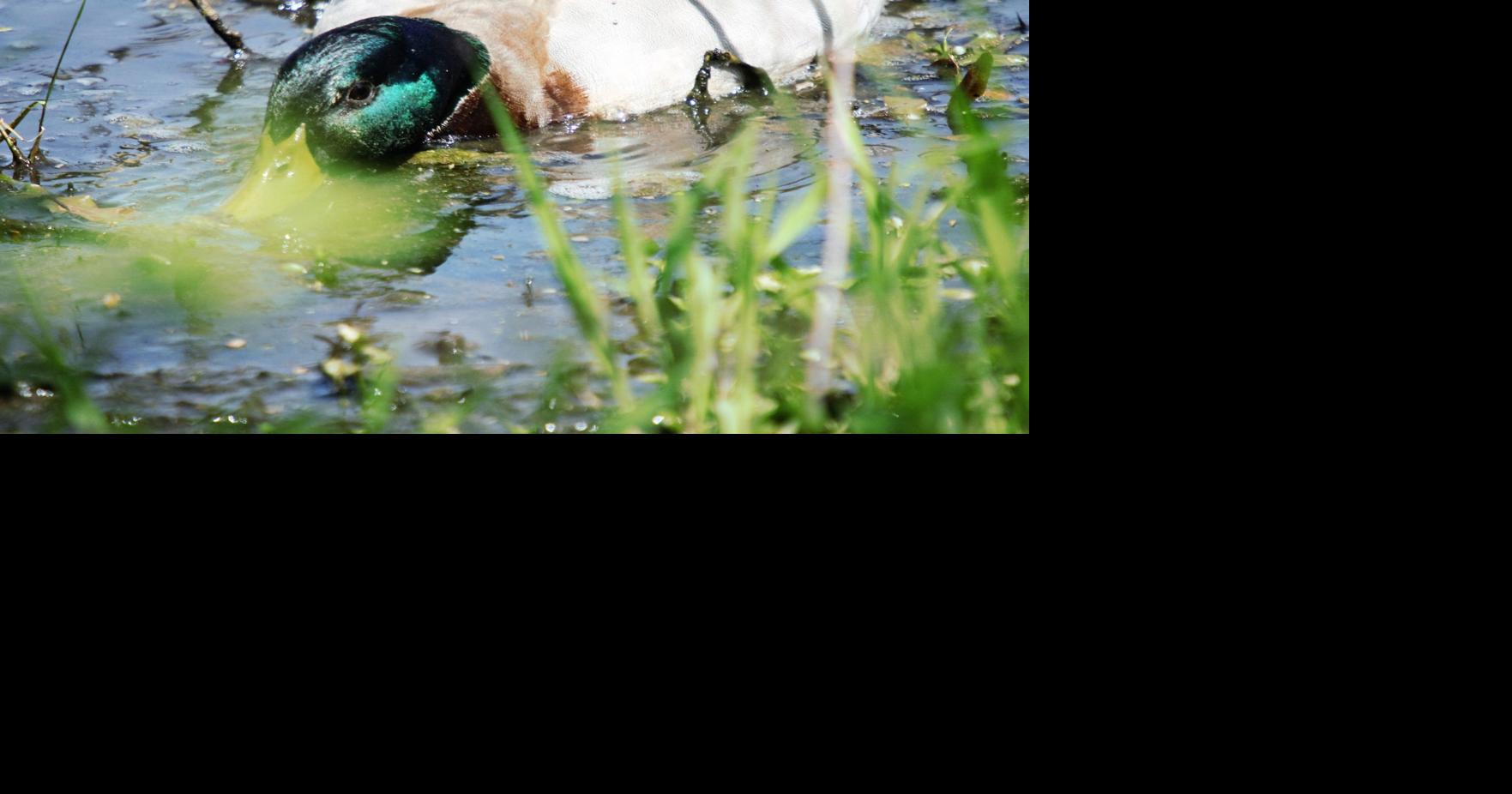 Duck numbers increasing | Sports | thesouthern.com