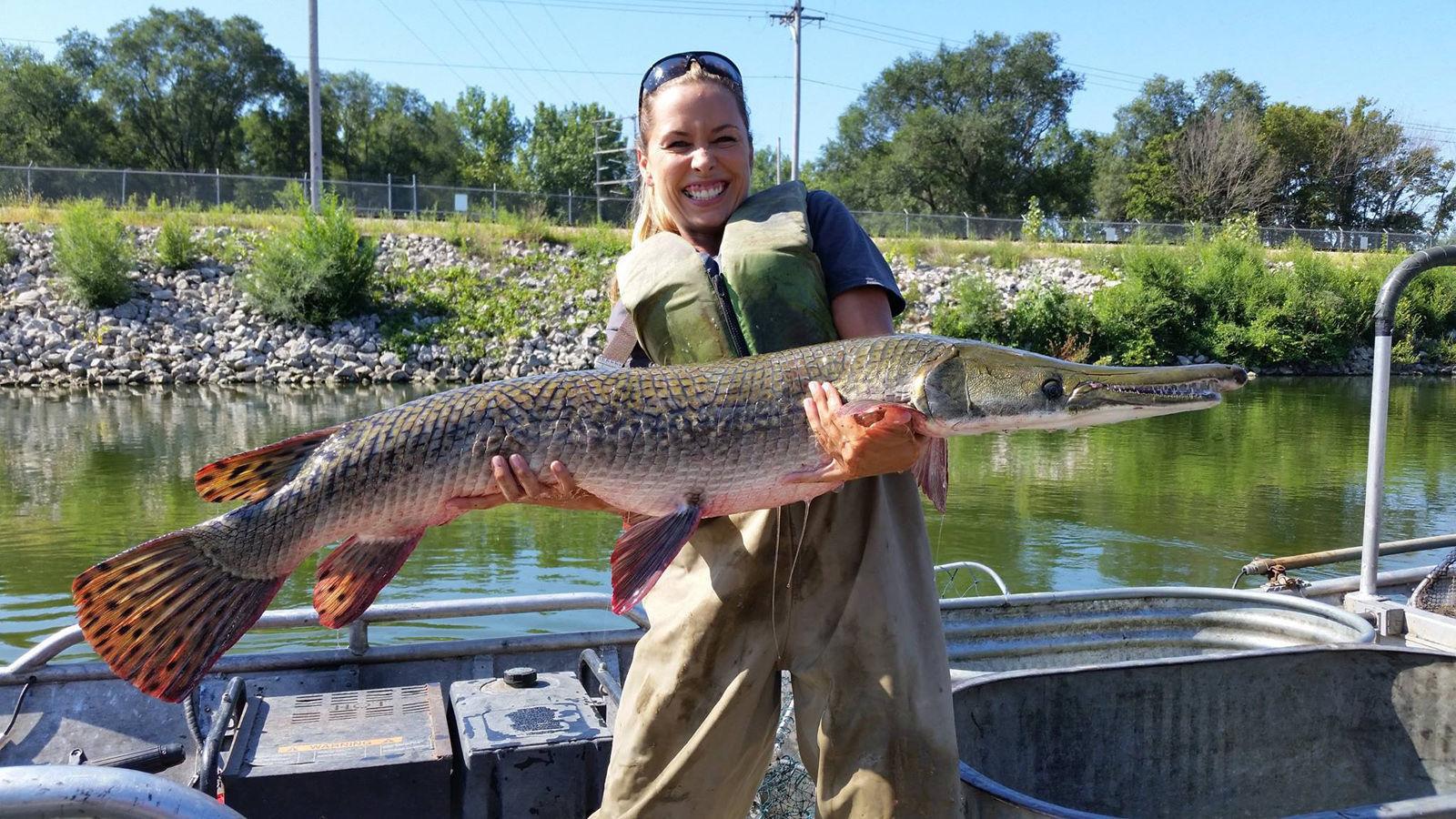 Alligator Gar Being Re Introduced In Illinois Waters Outdoors Wildlife Hunting Thesouthern Com