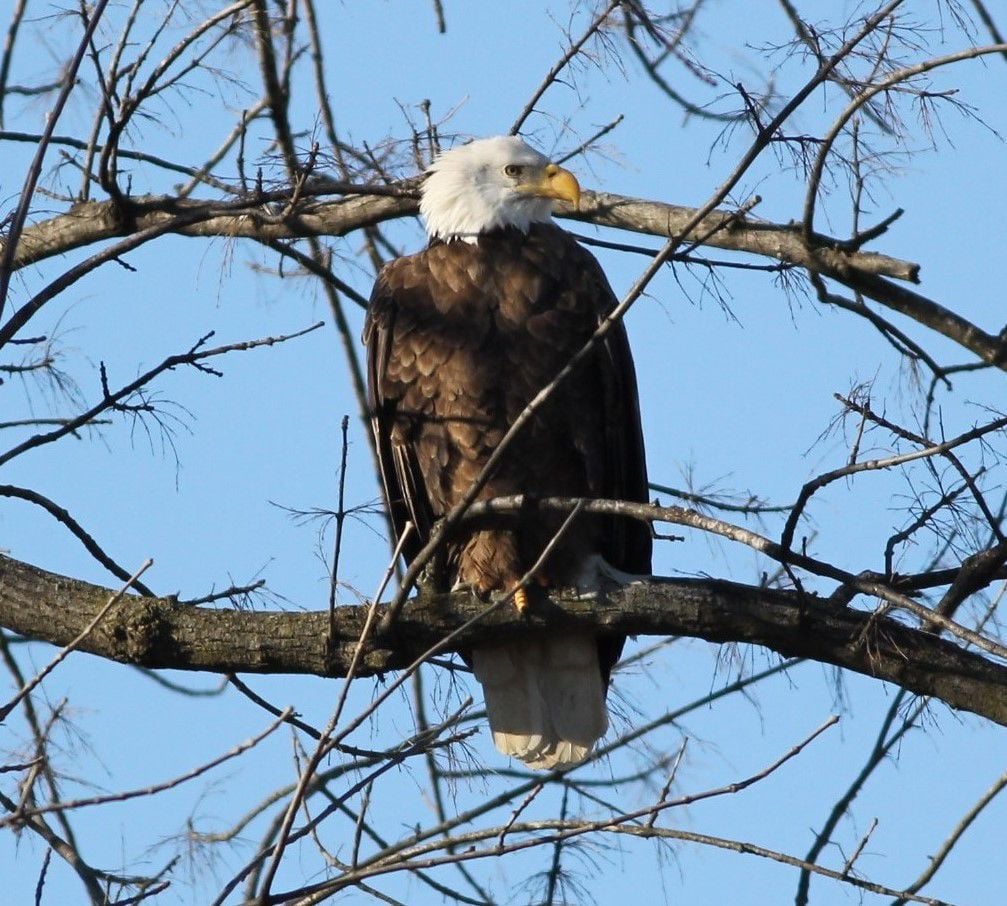 Here's What Eagles Do When They Play Their Best