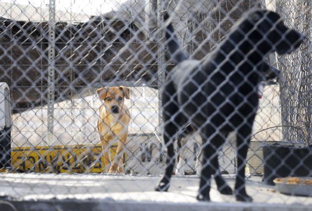 Union County animal shelter plans new, larger space | Local News ...