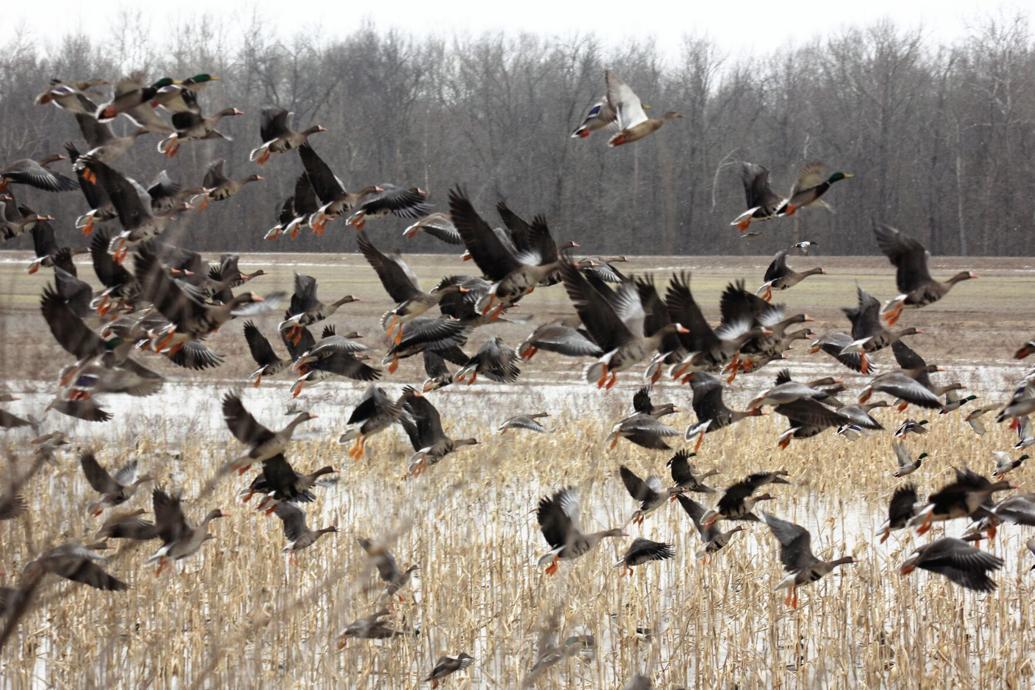 Outdoors Crab Orchard proposal could allow more hunting prospects at