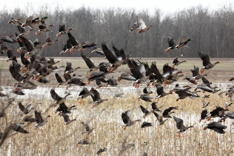 Outdoors Waterfowl season has begun in Southern Illinois
