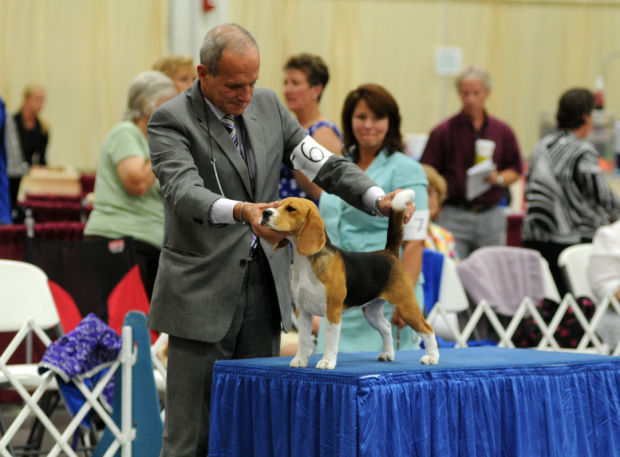 Beagle kennel club best sale