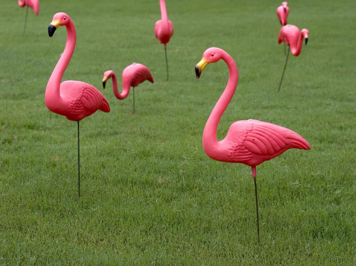 the plastic pink flamingo The plastic pink flamingo: a natural history has anyone read this article from jennifer price the plastic pink flamingo: a natural history i do not understand it how does price crafts the text to reveal her view of united states culture. the plastic pink flamingo The plastic pink flamingo: a natural history has anyone read this article from jennifer price the plastic pink flamingo: a natural history i do not understand it how does price crafts the text to reveal her view of united states culture.