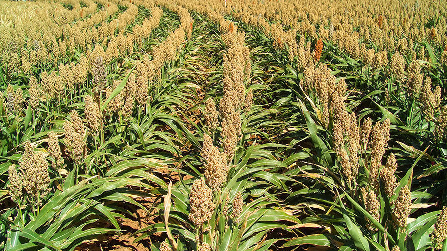 Southern Crops Handful of farmers still bank on uncommon crops | Environment ...