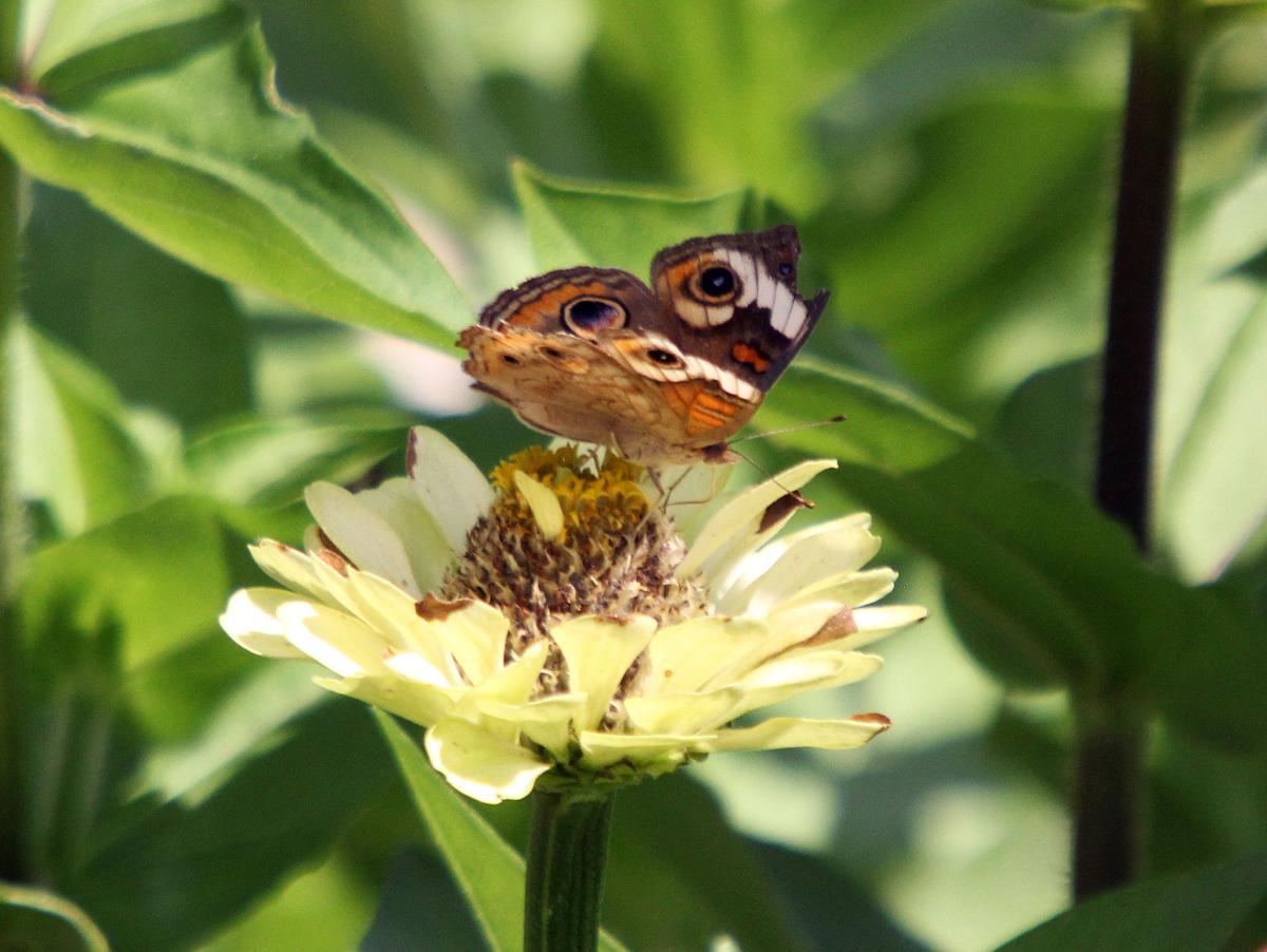 Butterflies
