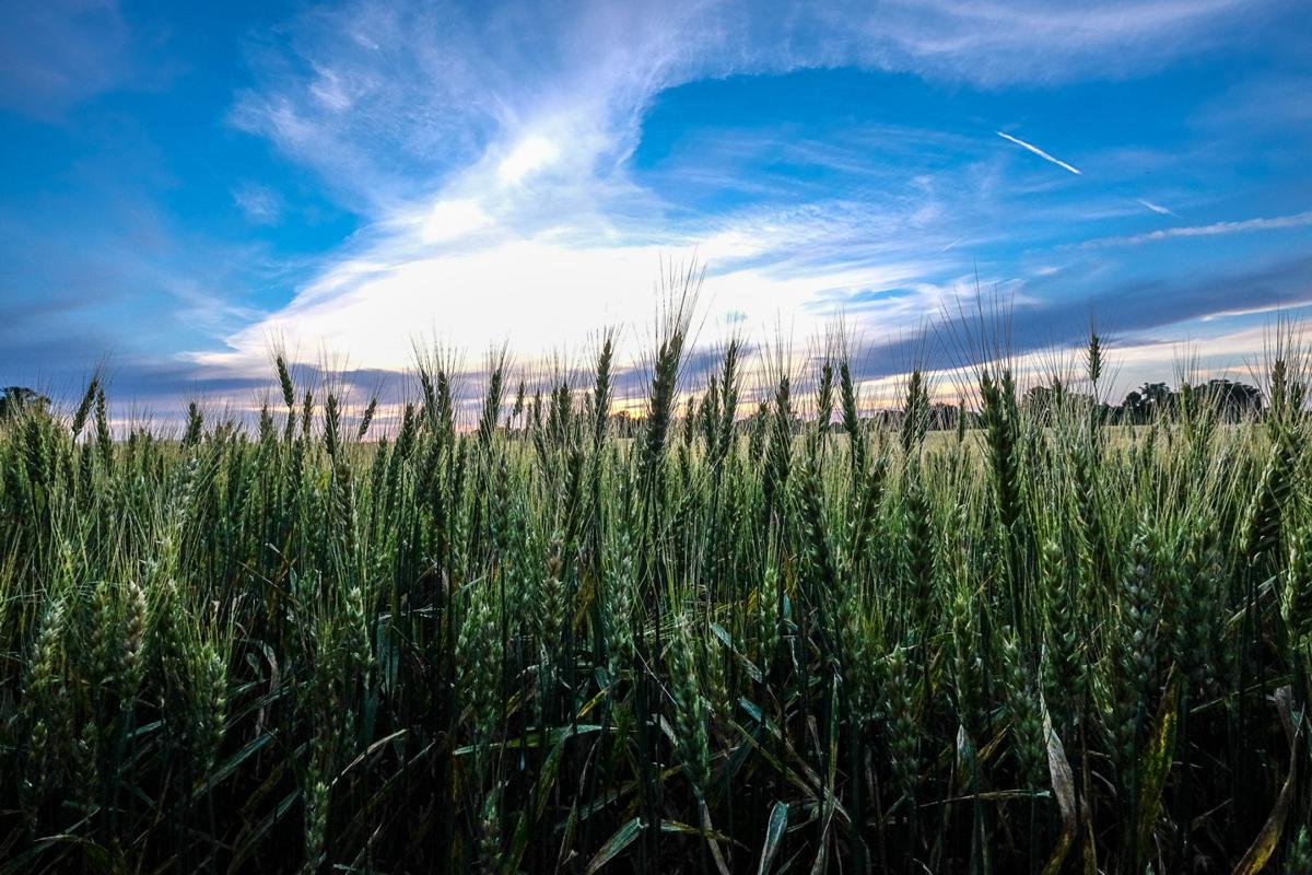 060516-nws-southern-exposure-wheat.jpg
