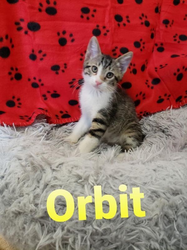 Orbit