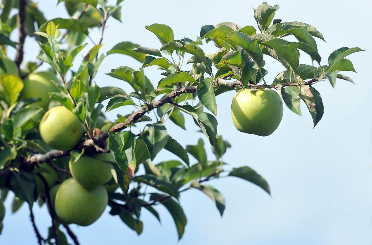 Apple Harvest