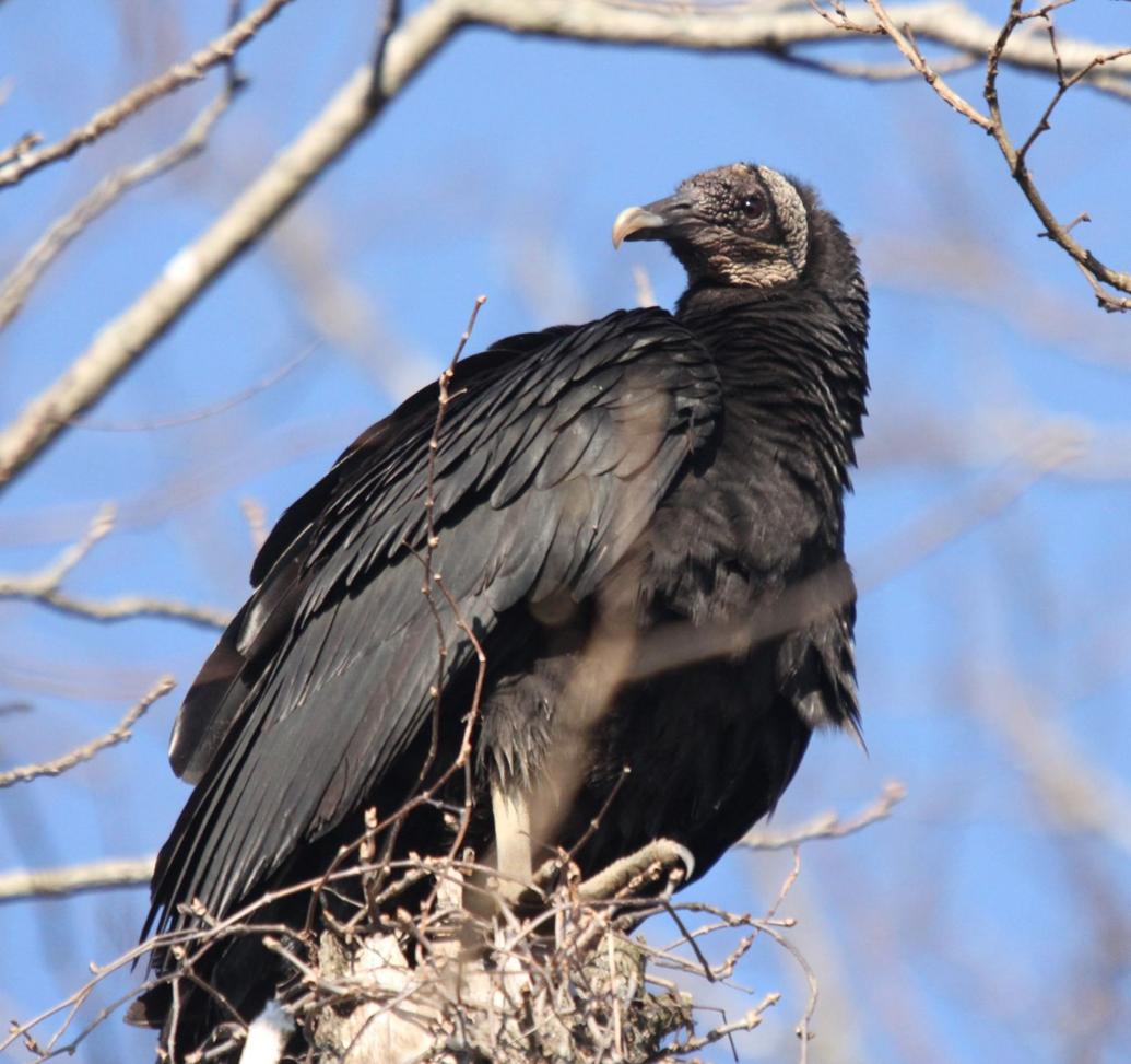 Black vultures are expanding their range in Southern Illinois Sports