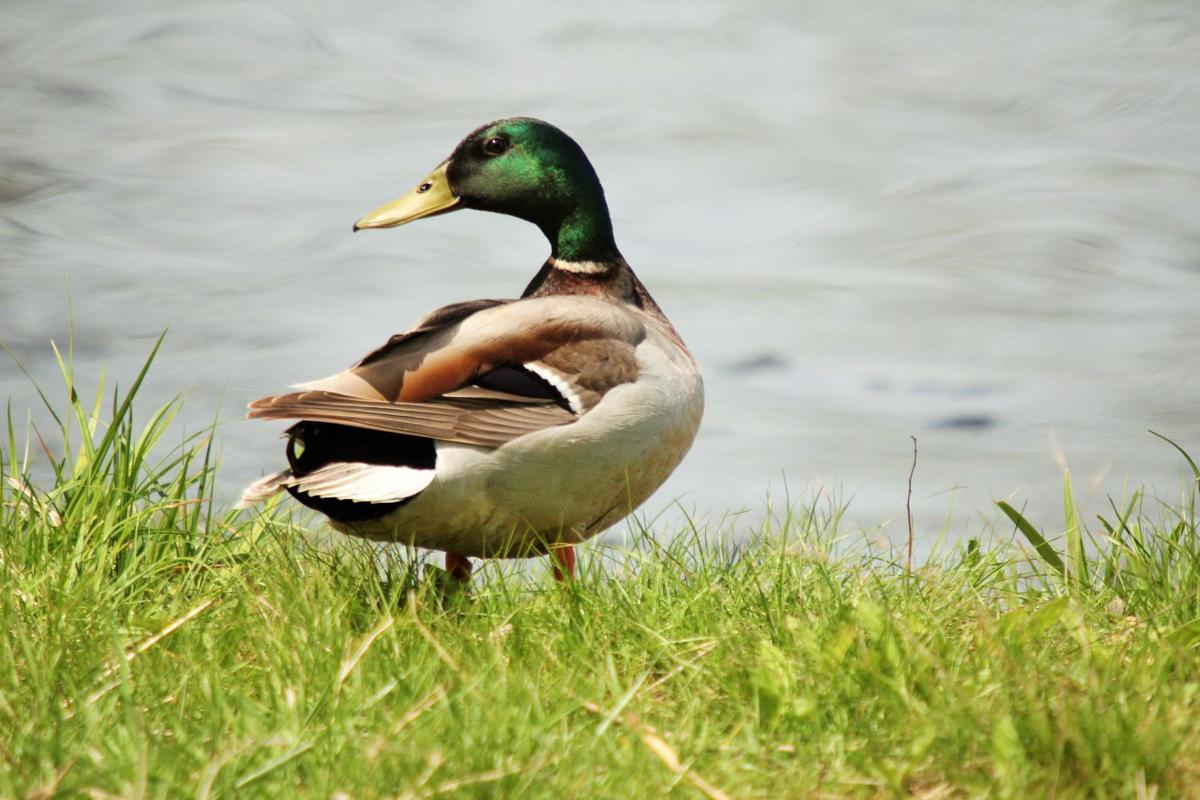 Mallard