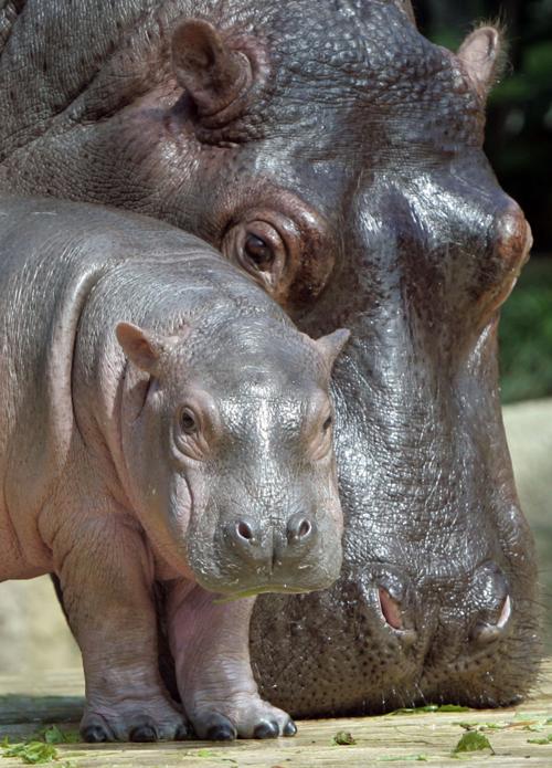 Baby hippo and mother thesouthern com