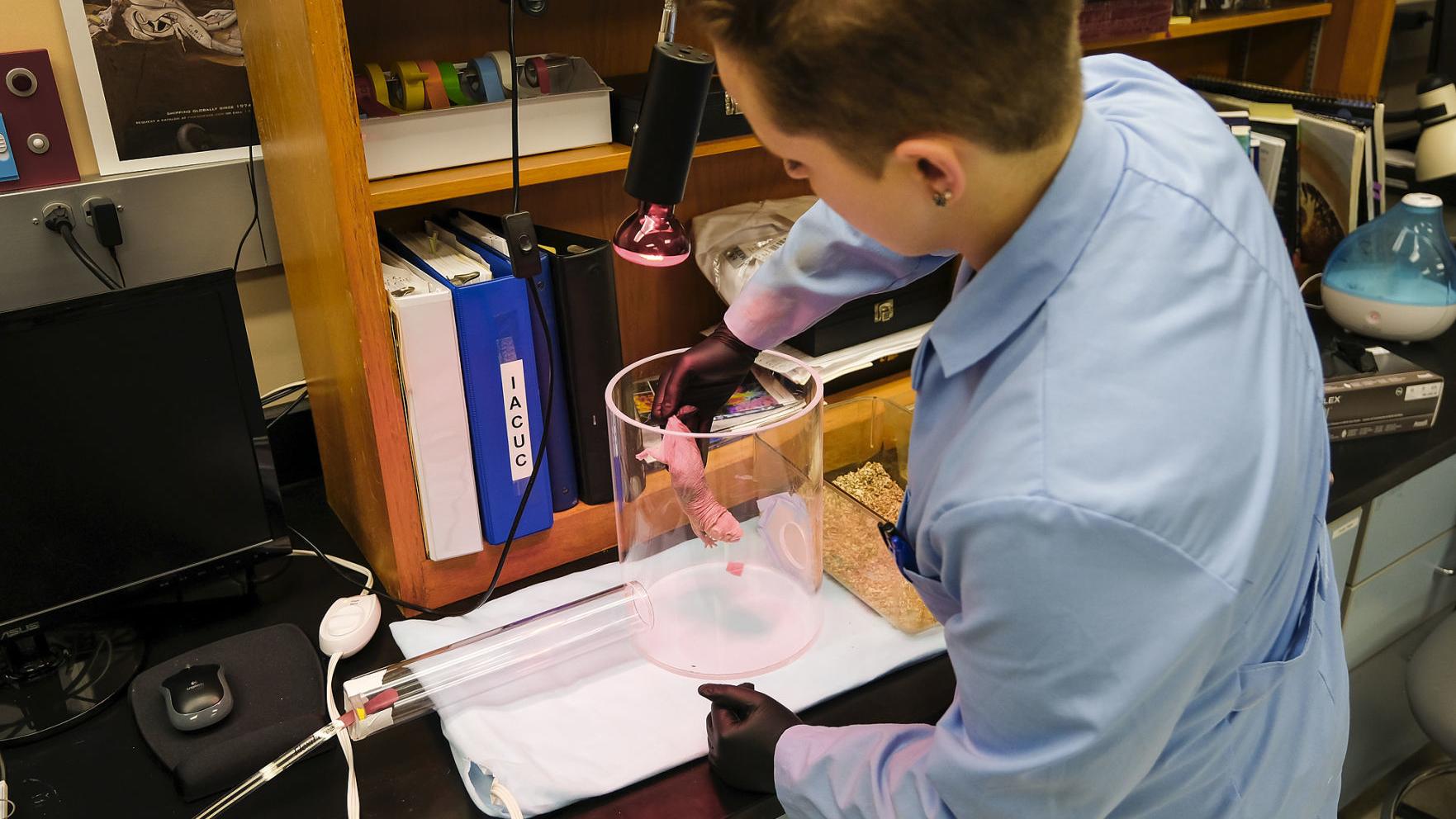 Naked Mole Rat Has Bite Force Of A Tasmanian Devil And May