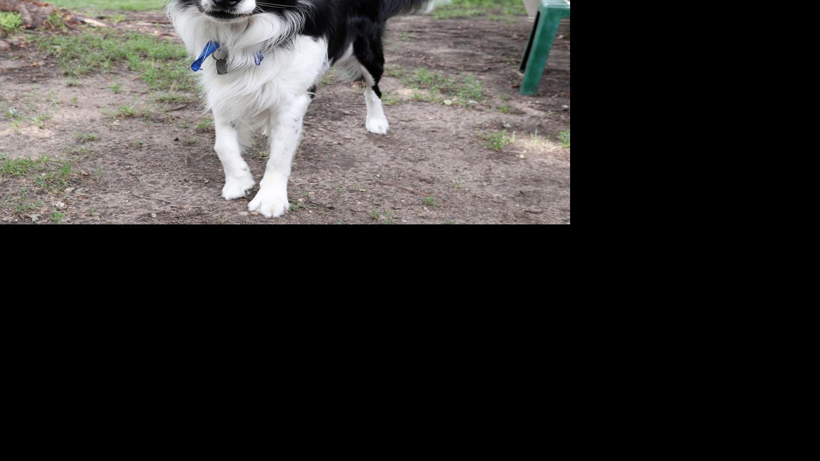 Blue Sky Science How Can Dogs Hear A Dog Whistle But