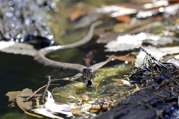 Shawnee National Forest's Snake Road To Close March 15 For Annual ...