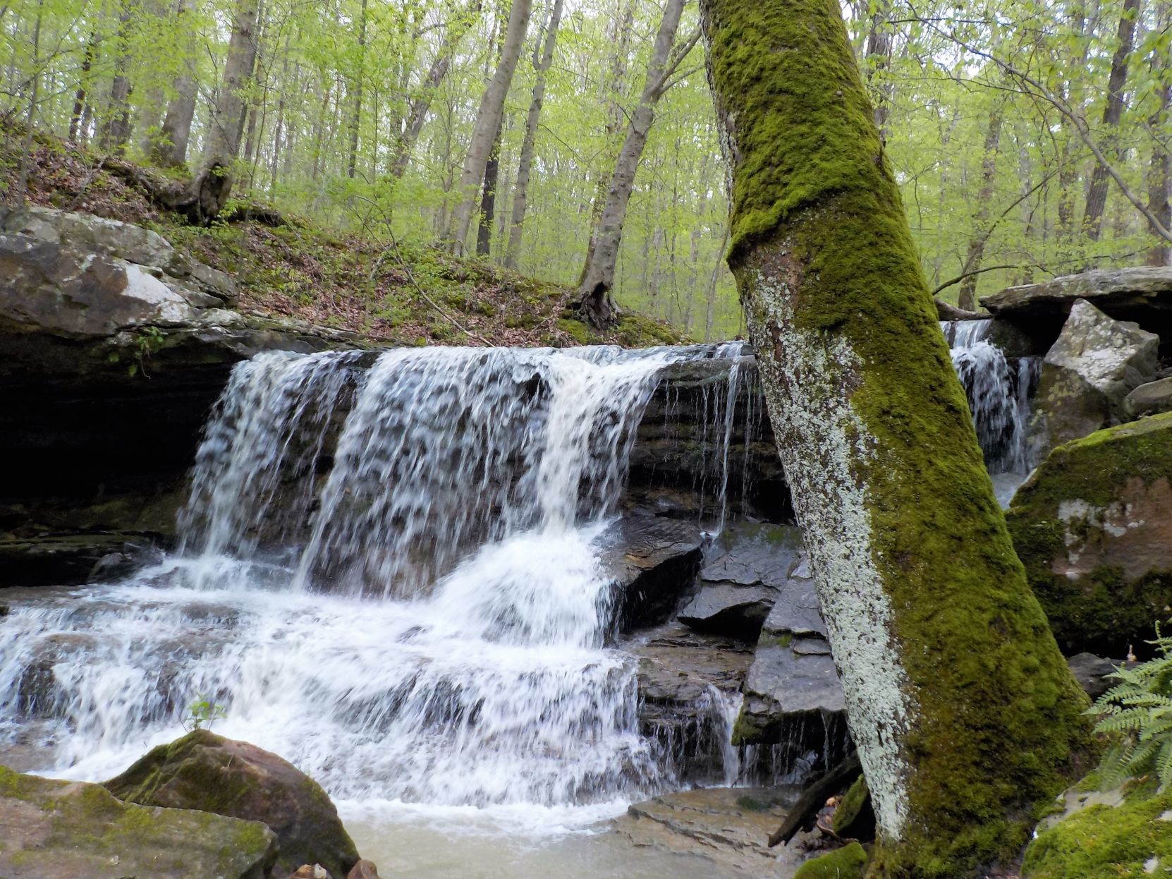 Activists Oppose Shawnee National Forest Plan That Calls For Commercial ...