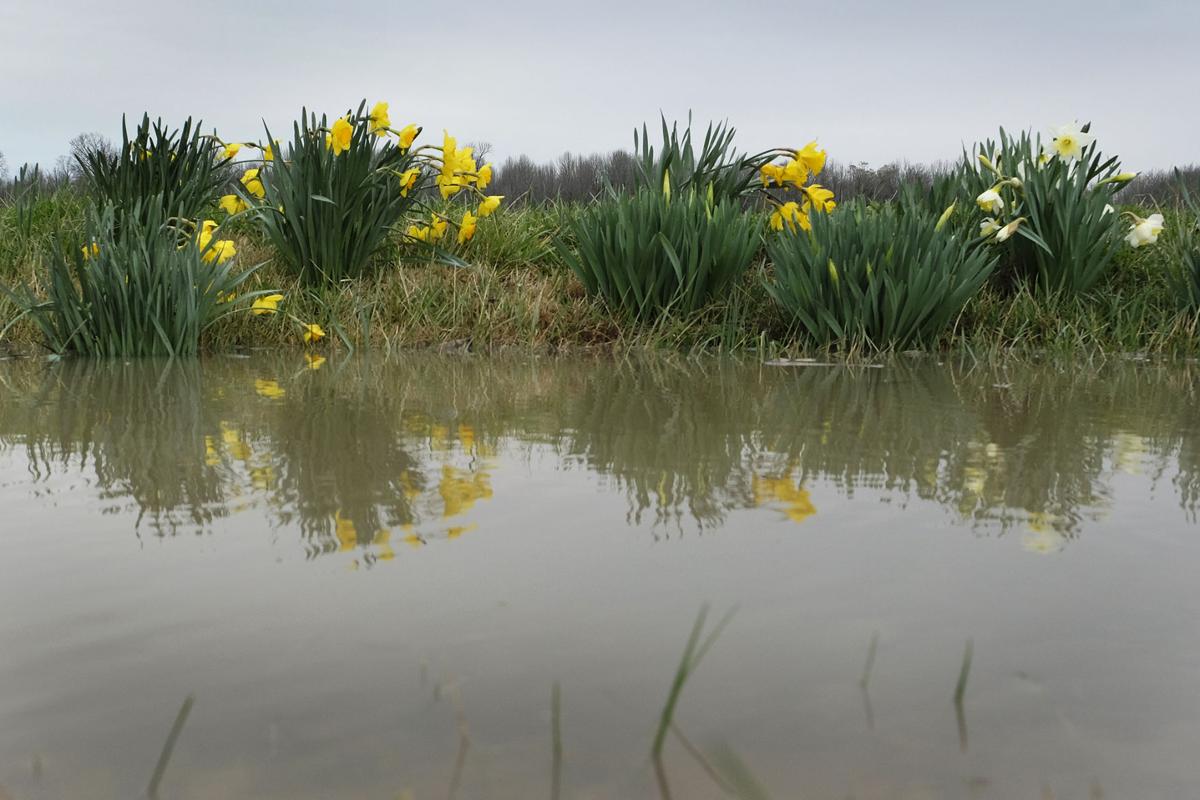 030817-nws-daffodils-1.jpg