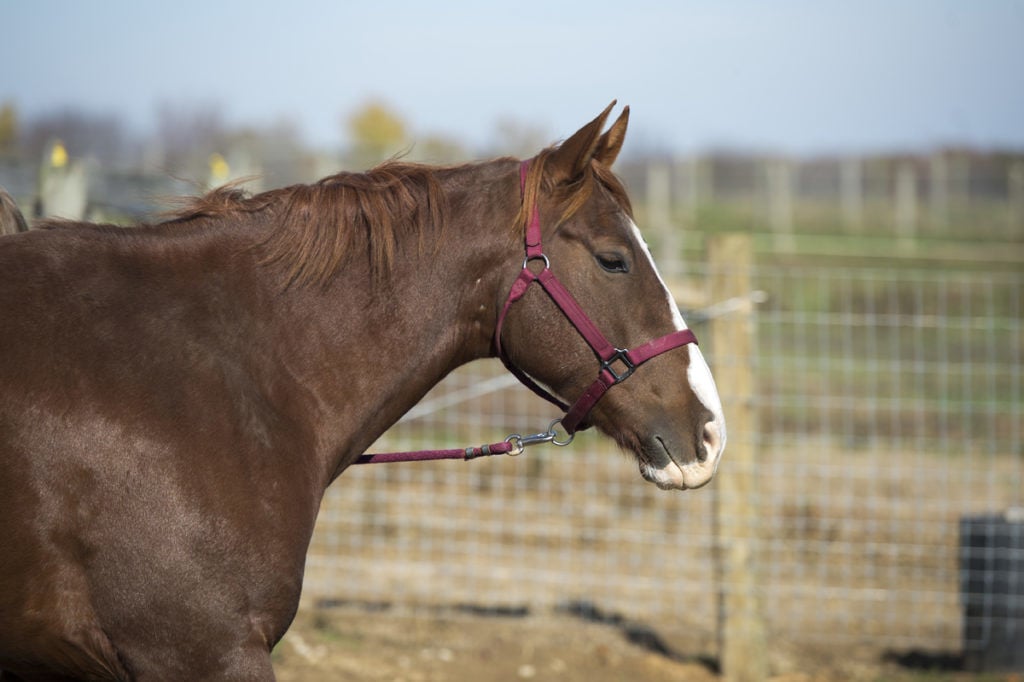 Do Pregnant Mares Have Cravings Like Pregnant Women Siu Research Aims To Find Out Siu Thesouthern Com,Chair And A Half