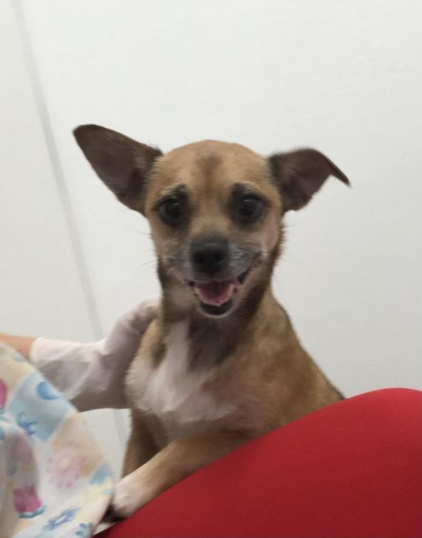 Daphne