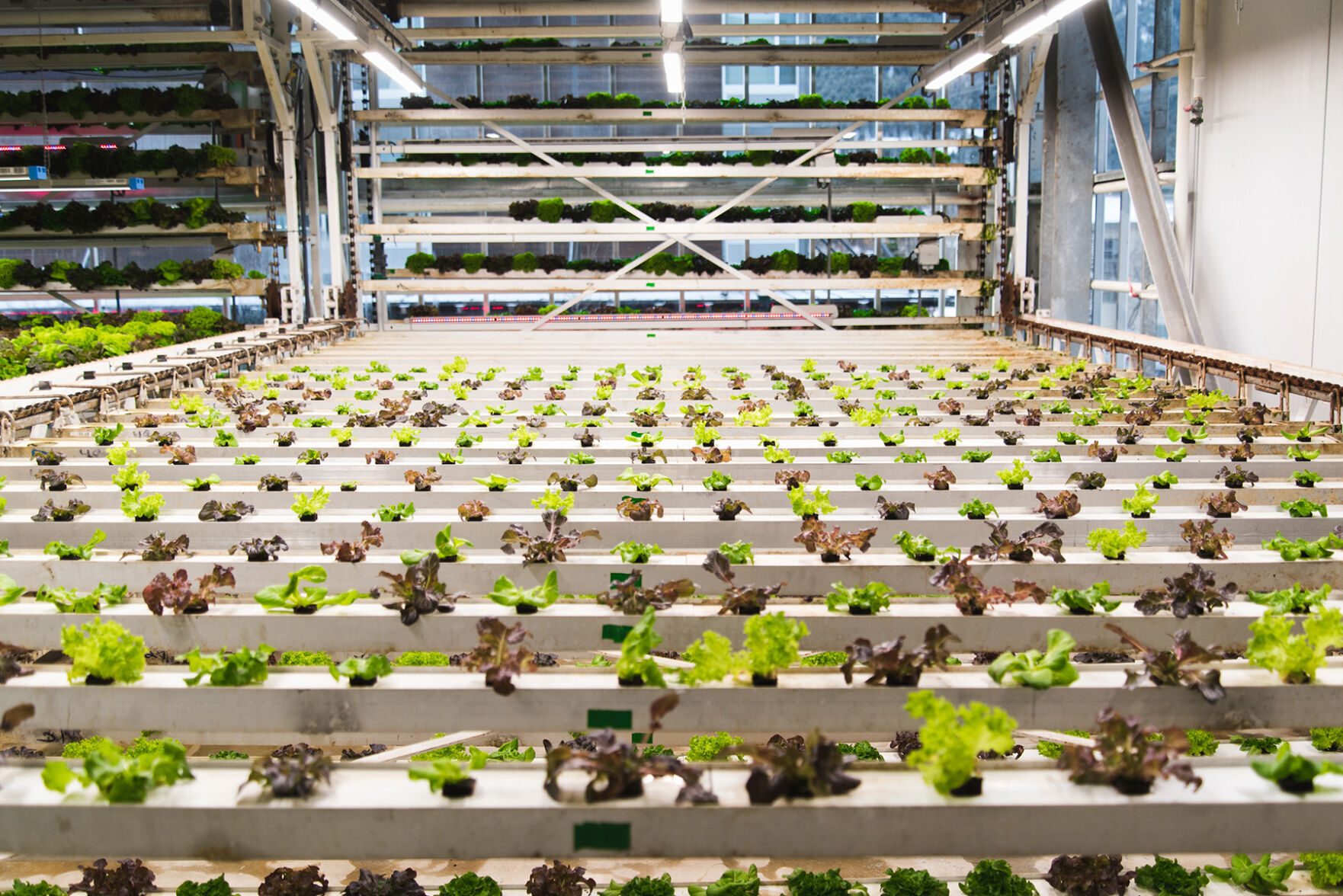 Inside The Vertical Harvest Greenhouse | Feast And Field: Food Begins ...