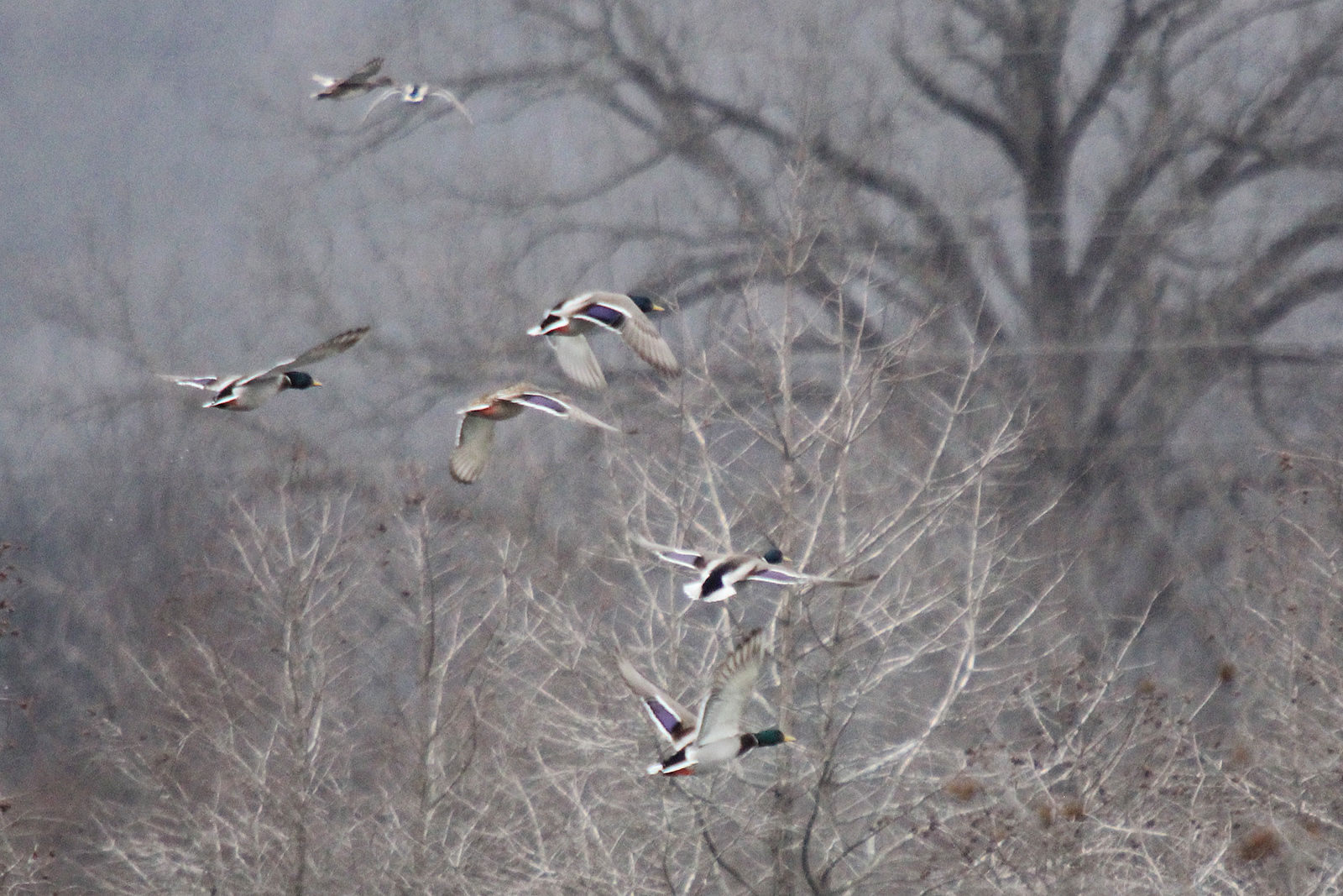 goose goose duck porn goose goose duck porn