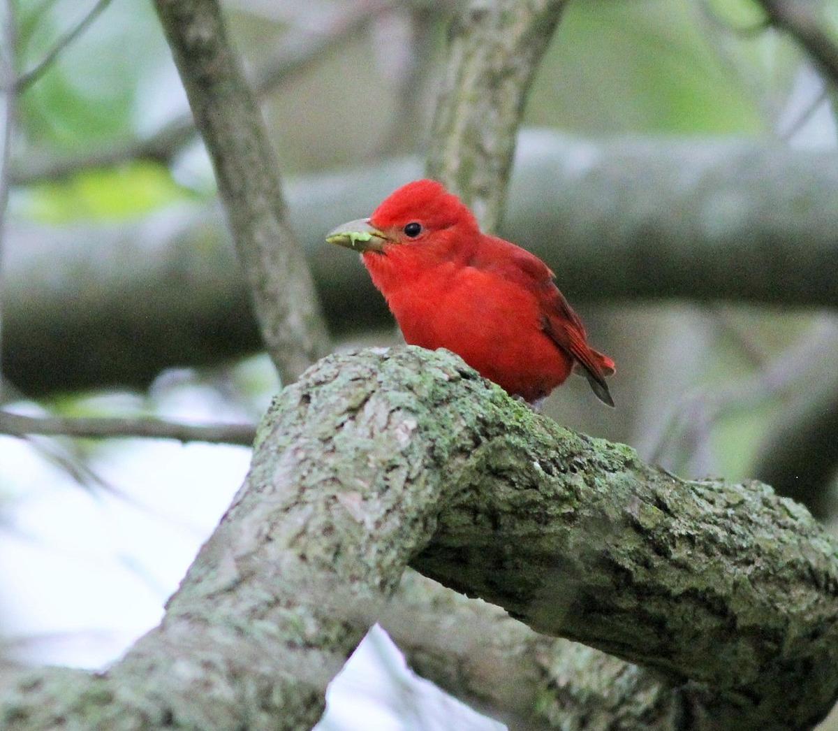 Spring Bird Migration Restores Color To Gray World Life Style