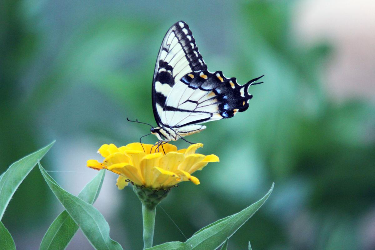 Butterflies