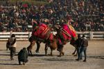 Turkish camel wrestling photo gallery