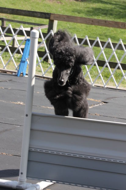 Training clearance poodles obedience