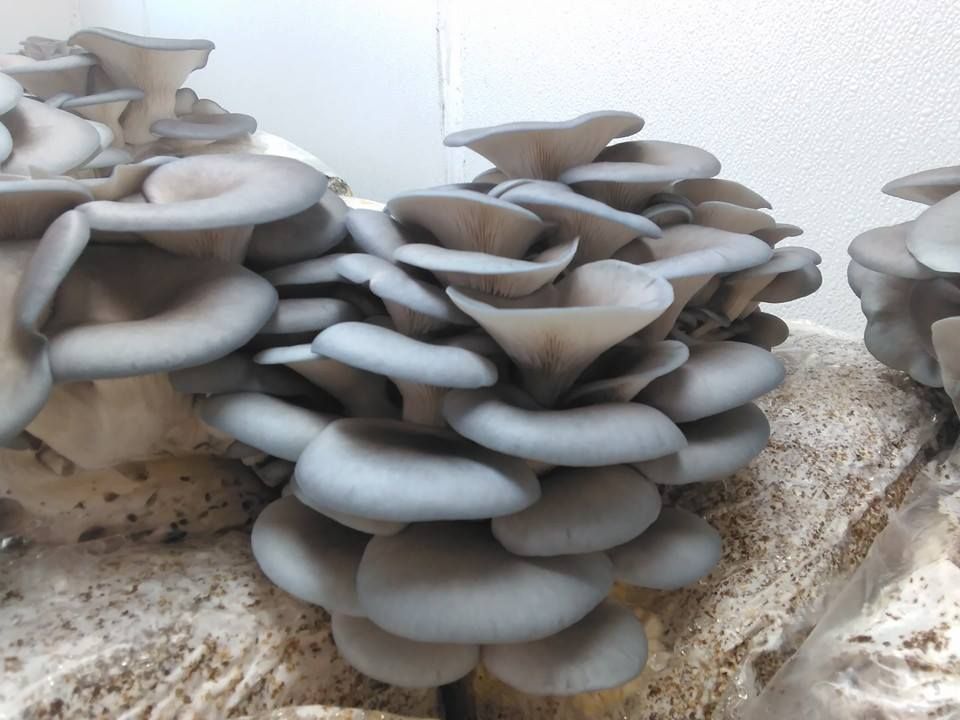 Beer Battered Oyster Mushrooms