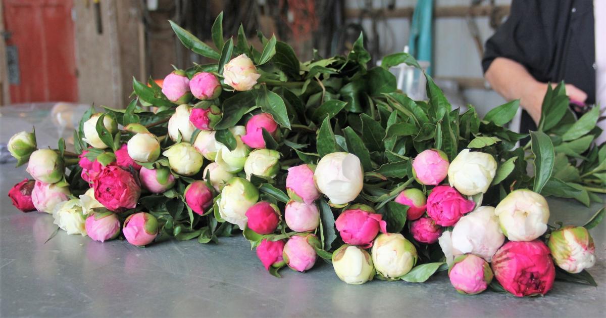 In Our Backyard Peony Hill Farm A Growing Business In Southern Illinois Life Style Magazine Thesouthern Com In Our Backyard Peony Hill Farm A Growing Business In Southern Illinois Life Style Magazine Thesouthern Com