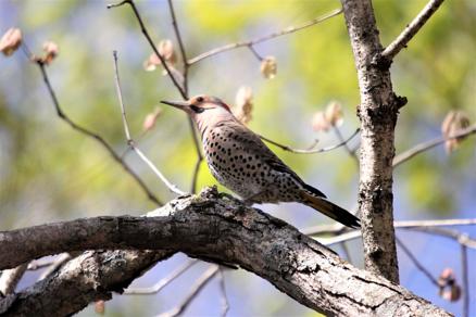 Outdoors | A look at woodpeckers that call Illinois home - Vimarsana News