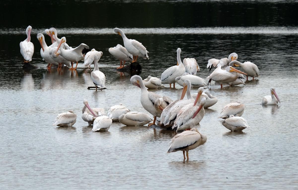 Plenty of pelicans