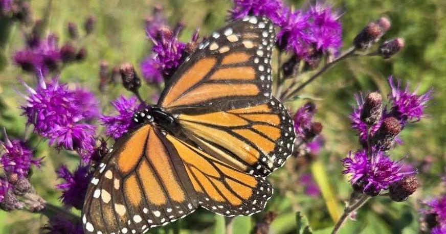 Pollinators Vip Partnering for Pollinators: University of Illinois Extension and Rend ...