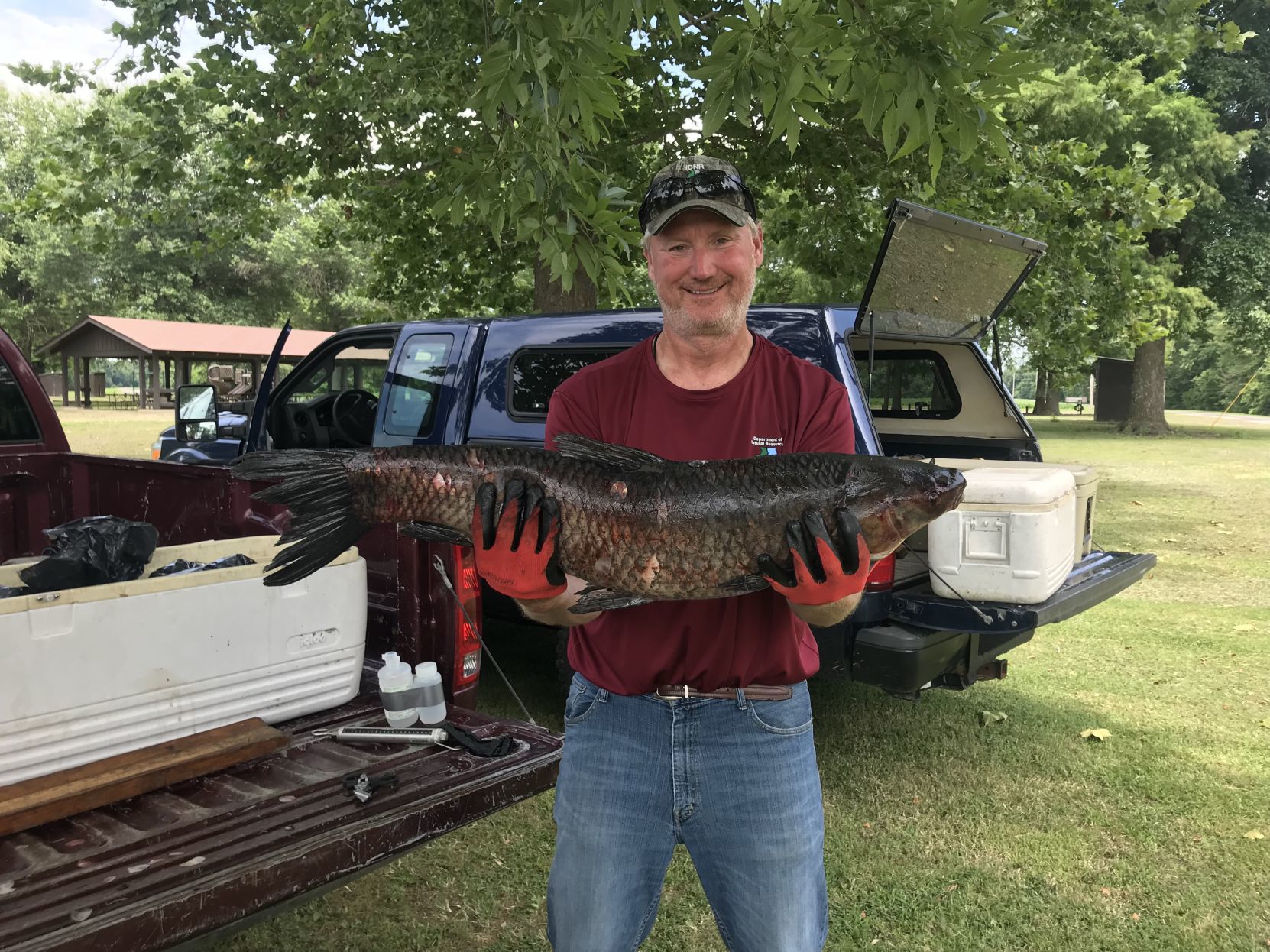 black carp