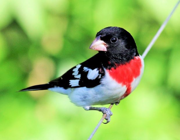 Winkeler: A veritable grosbeak explosion