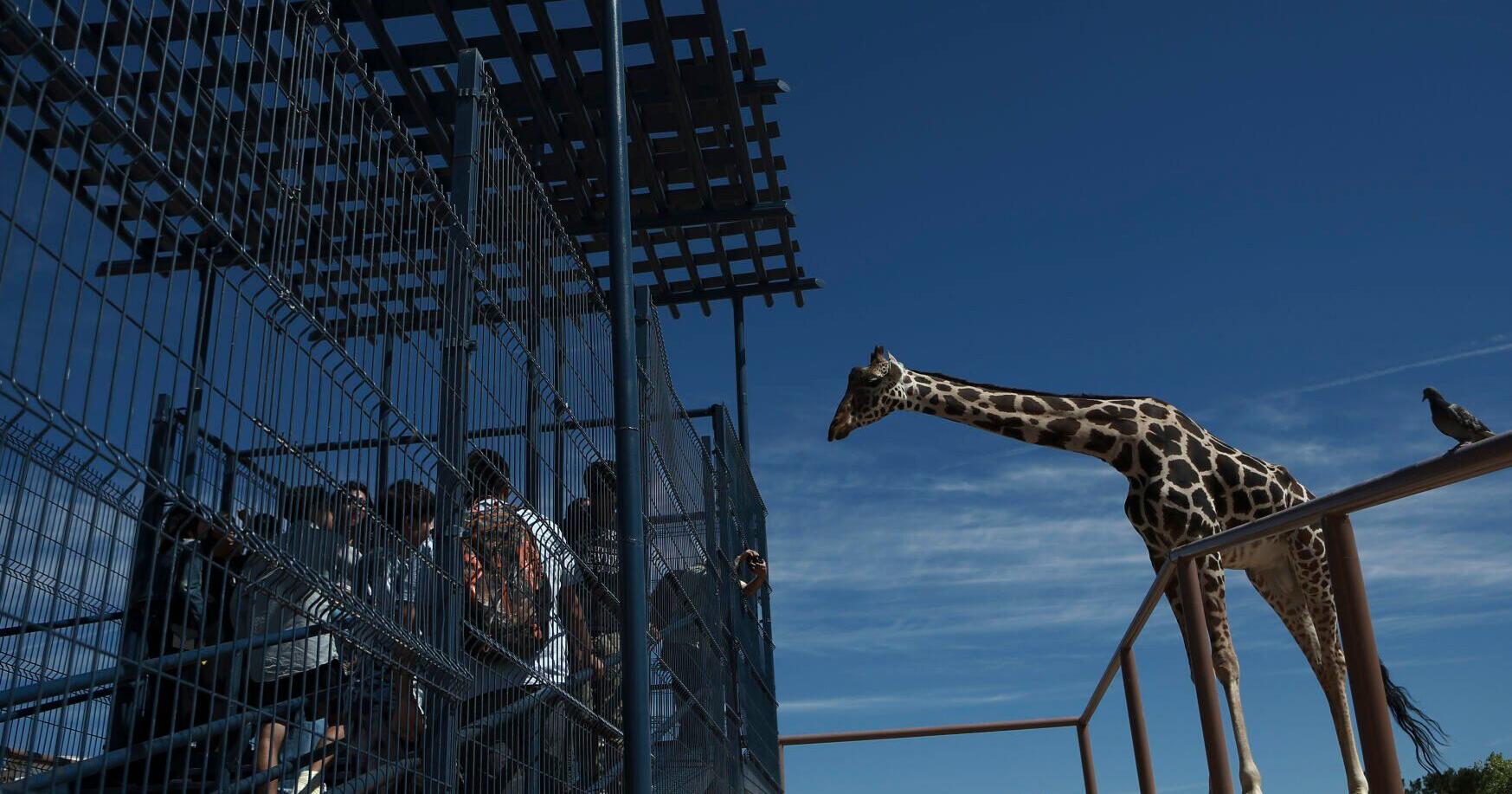 'Save Benito': Mexico zoo giraffe gets help from activists - Vimarsana News